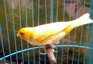 russian canary burung kenari rusia