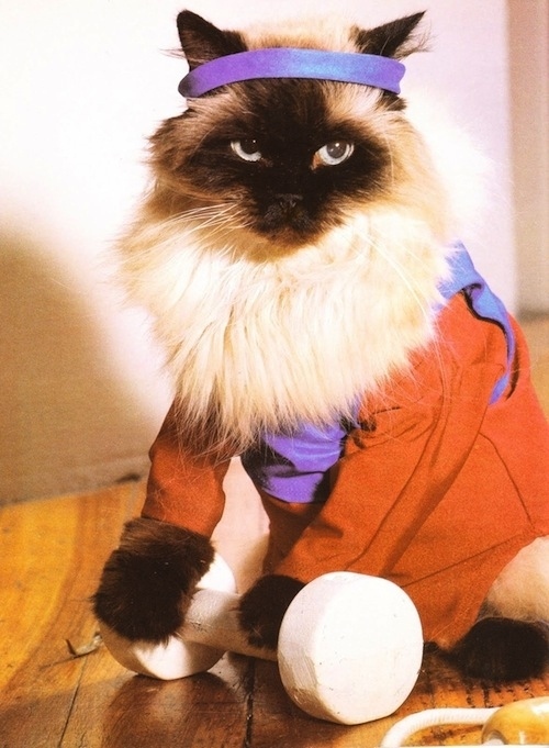 Pictures of Cats N' Dogs of the 80's ~ vintage everyday