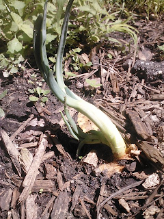 basement onion fifth day after re-planting