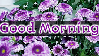 good morning good morning