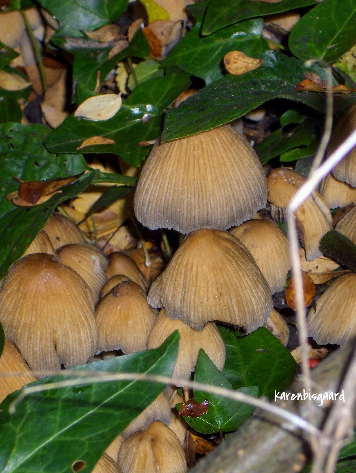 Karen`s Nature Photography Cluster of Mushrooms in Garden.