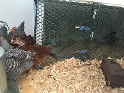 cluck coop chicken club project chicks bigger opened babies safe bottom ve space