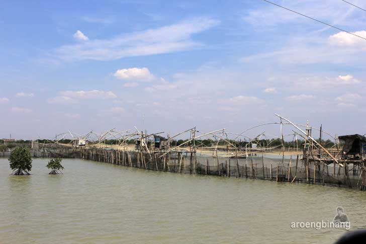 taman mangrove morosari demak