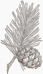 pine drawing cone branch cones pinecone ink evergreens tree pinecones wood drawings christmas patterns tattoo printable burning knick leaves wednesday