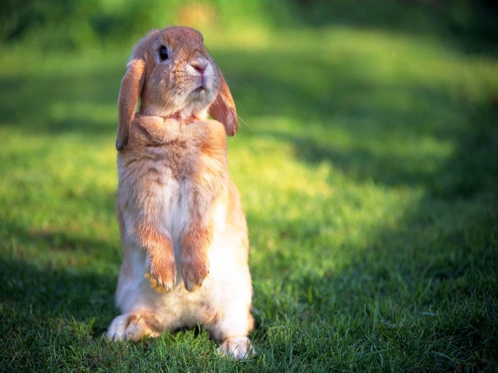 lightthem: 可愛圖案 very cute rabbit 可愛的兔子桌布 02