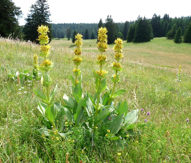 Gentiana lutea