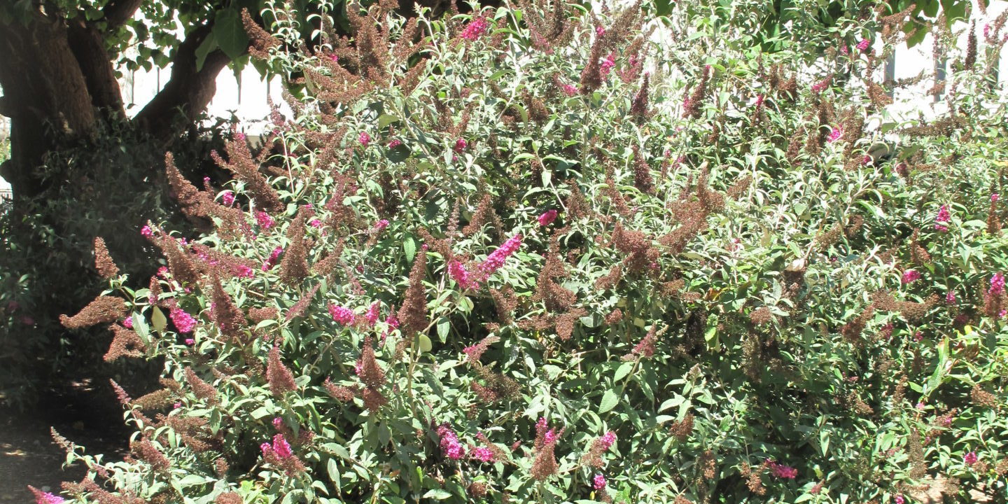 Heave And Hoe The Invasive Butterfly Bush
