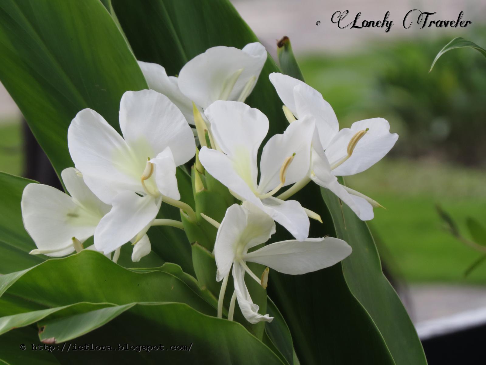 White ginger lily Hedychium coronarium