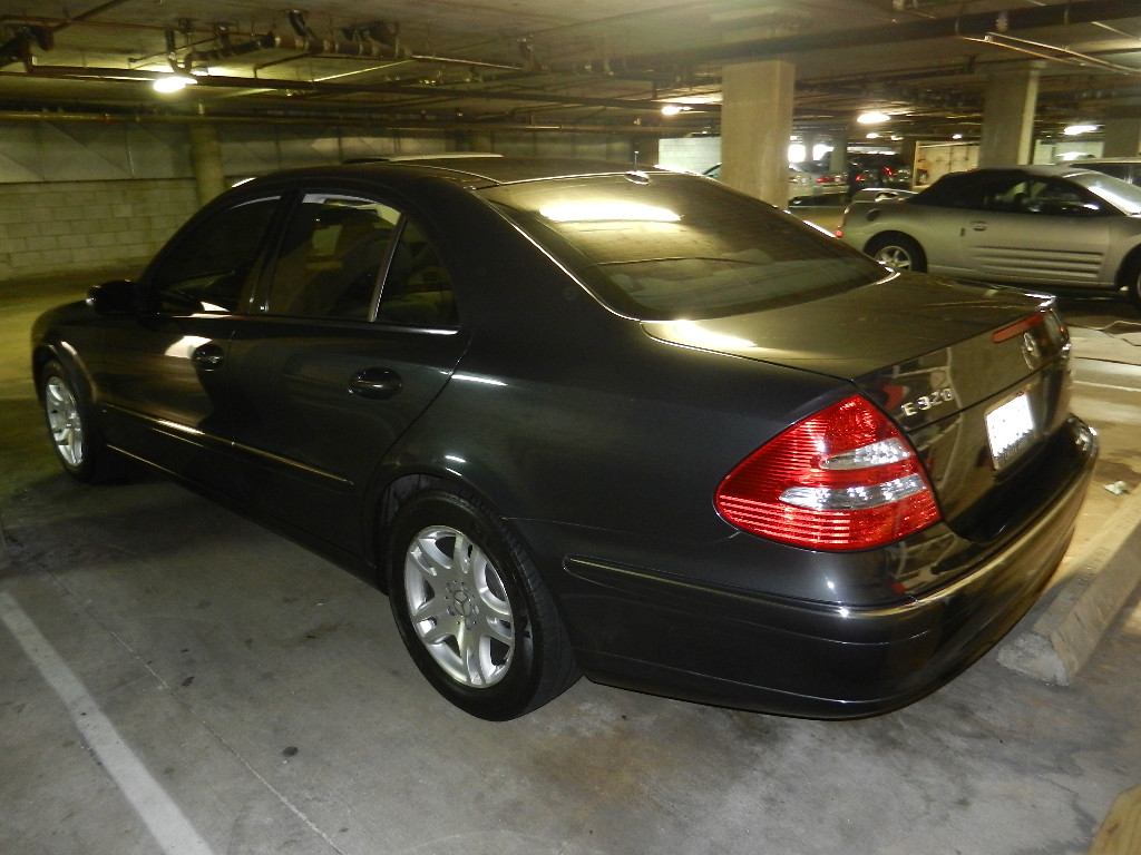 cheap finches for sale