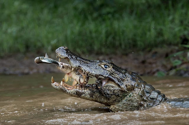 Crocodile catches two fish at once in its jaws