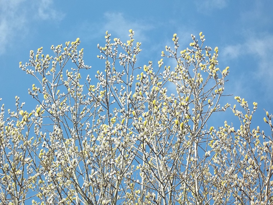 Liked This French Pussy Willow Against The Sky So Good To See Blue