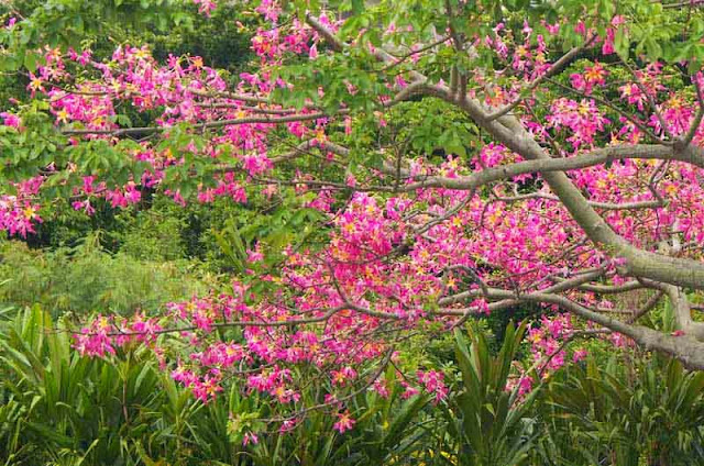 Chorisia speciosa, tree, flowers
