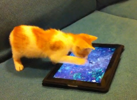 Video : 子ねこと iPad