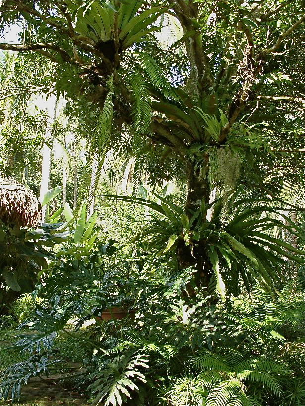 1784: The Fern Garden