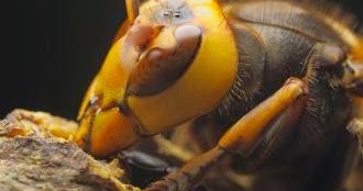 عالم المعرفة: كم عدد عيون النحلة؟