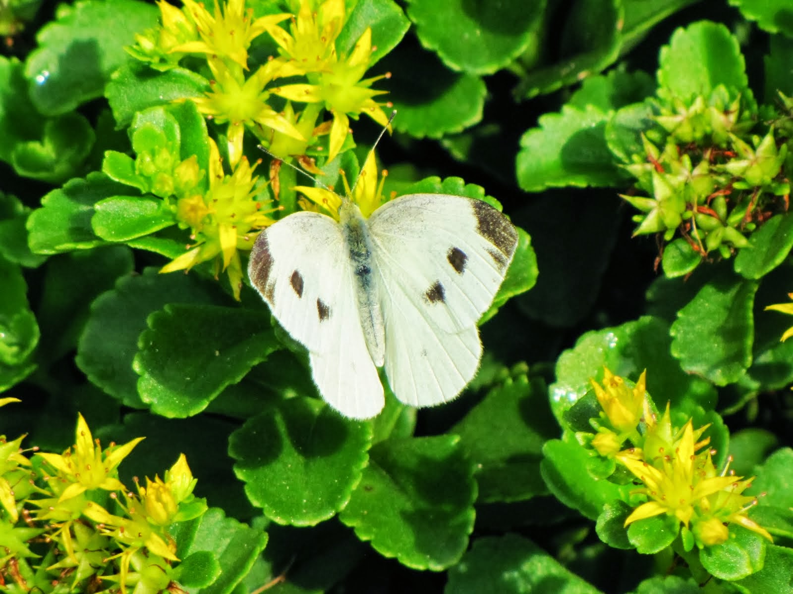 Cabbage Butterfly on Ground Cover