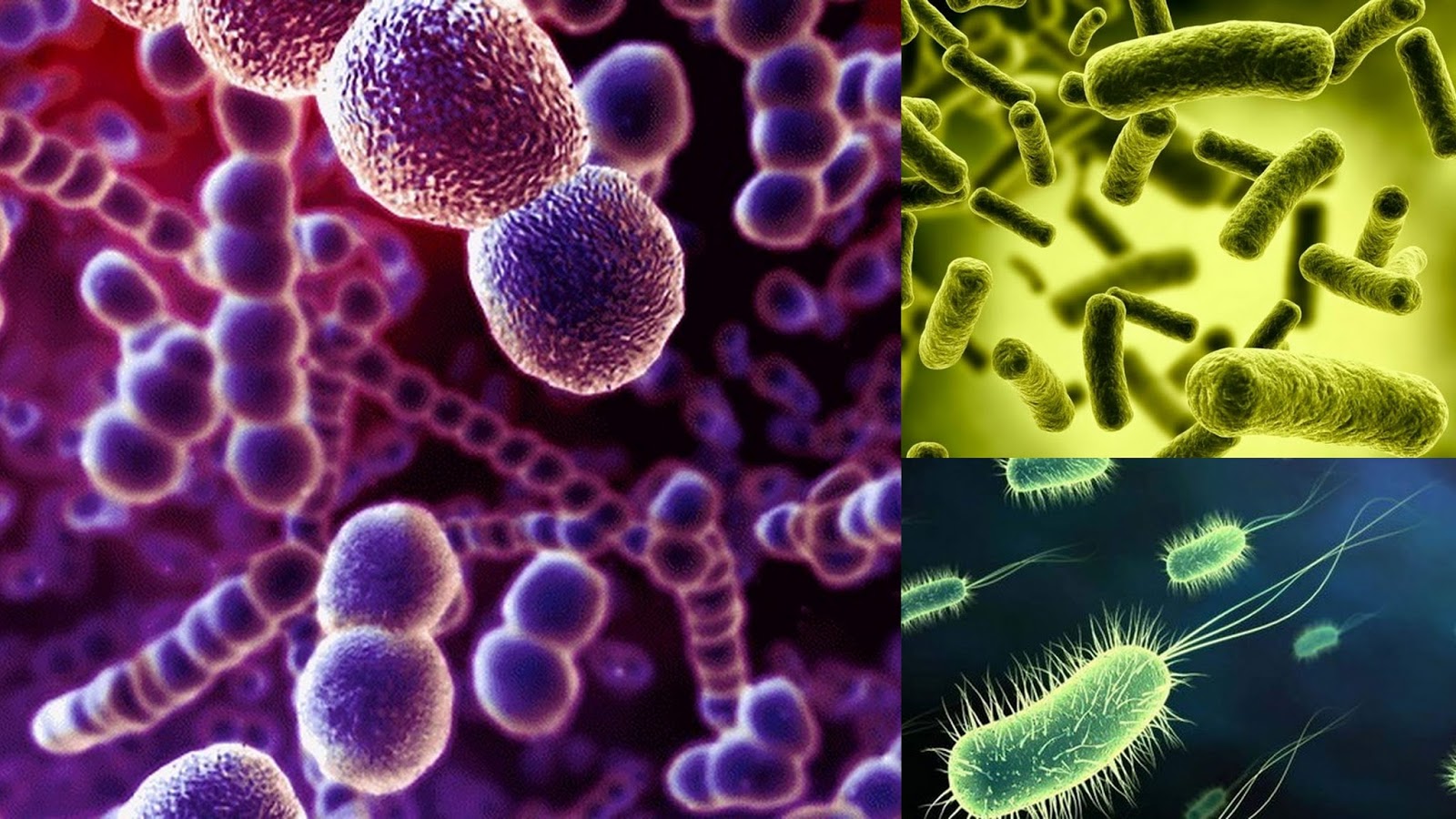 Plasmideos Bacterias E Reino Monera Infoescola Images