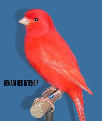 Gambar Foto Hewan: gambar kenari merah palsu
