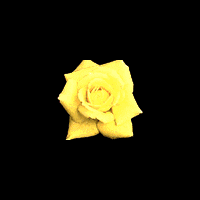 Galleryku: Animasi Gif Bunga