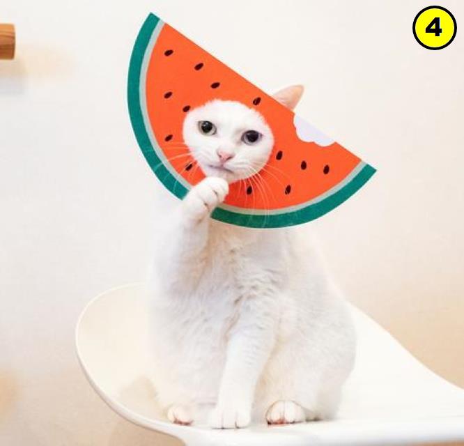 Арбуз кошкам. Котик с арбузиком. Котик в костюме арбуза. Кошка с арбузом на голове. Кот на арбузе.