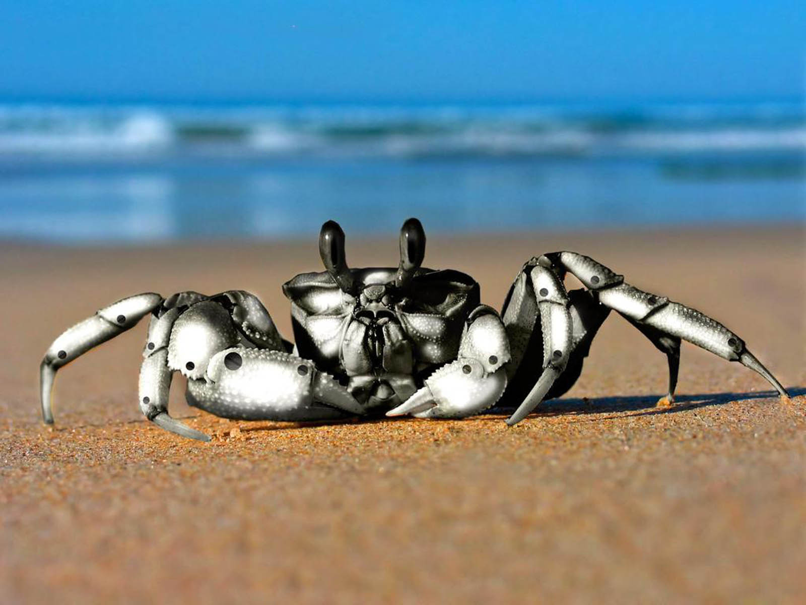 wallpaper Crab Wallpapers