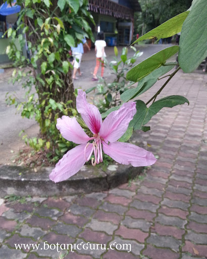 Bauhinia purpurea, Butterfly Tree, Orchid Tree flower