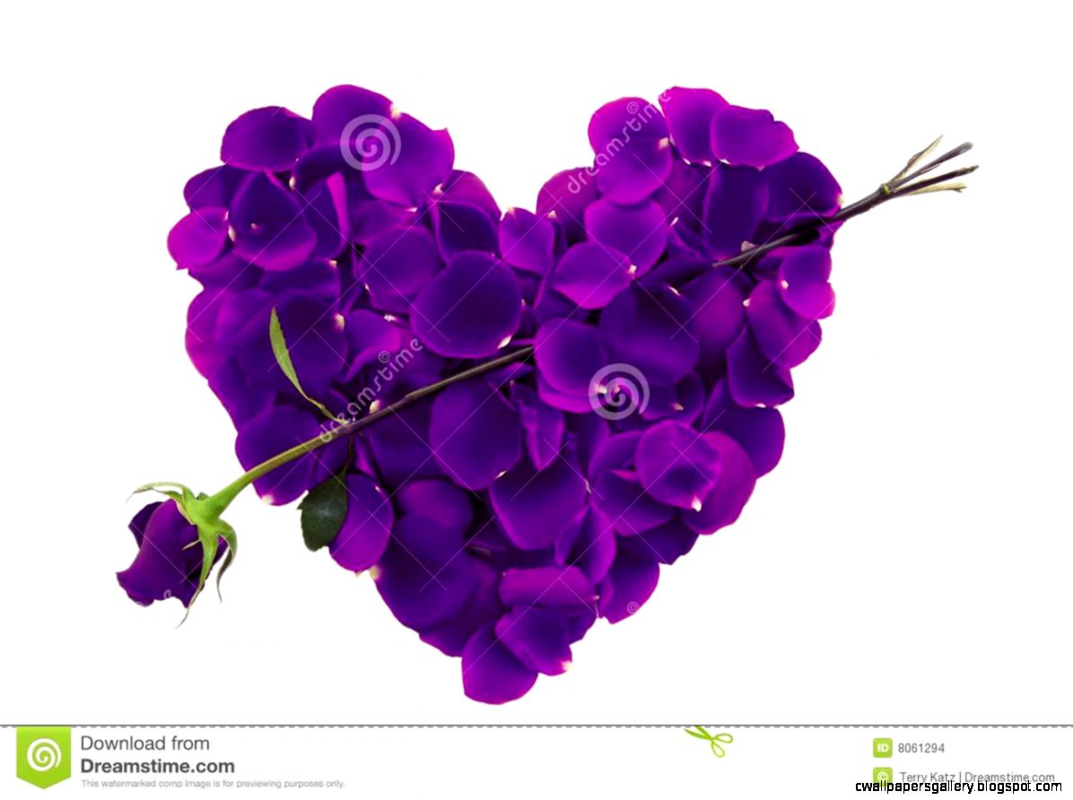 Images Of Purple Roses