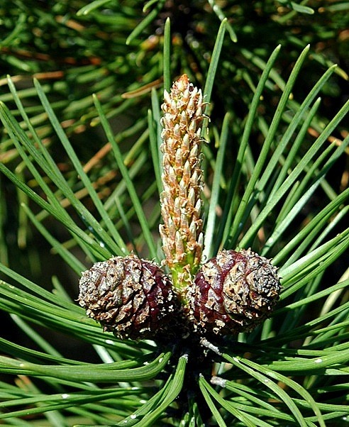 Las Fotos Mas Alucinantes: piña de pino macho