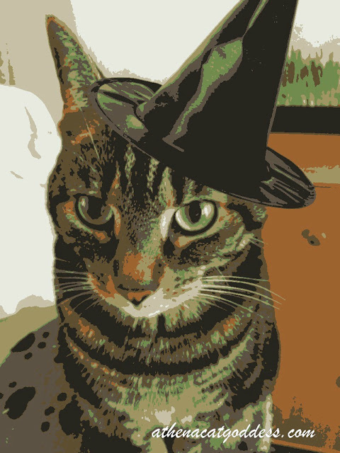 cat in witch's hat