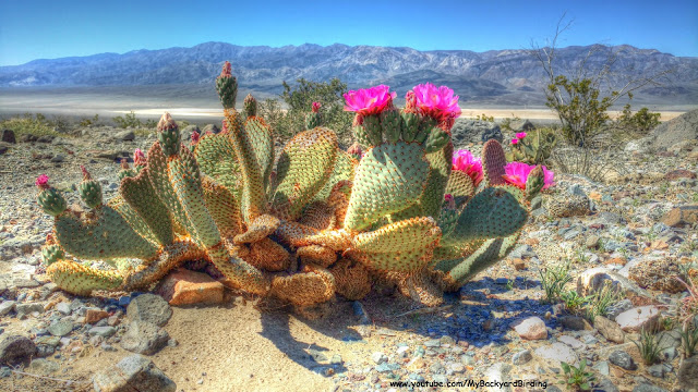 Beavertail Cactus in Bloom