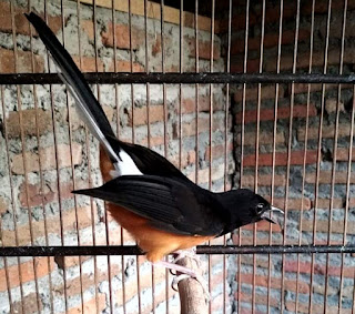 Murai Bahorok: Burung Cantik yang Akrab dengan Suara Menyenangkan