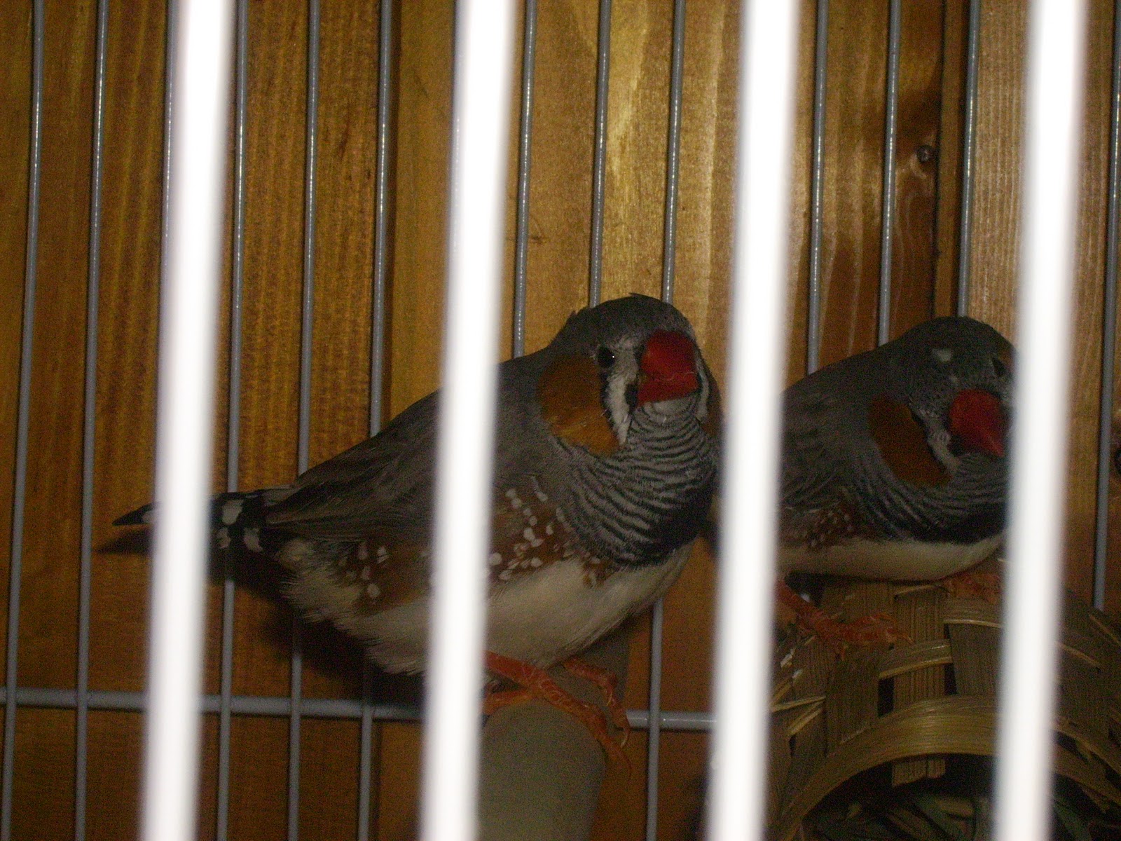 THE WORDSMITH MILL: Zebra Finches Indoors Important Update
