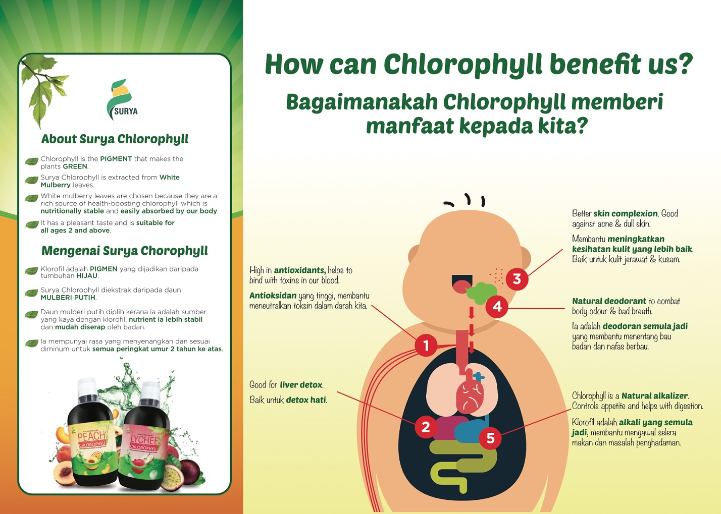 Chlorophyll kebaikan Manfaat dan