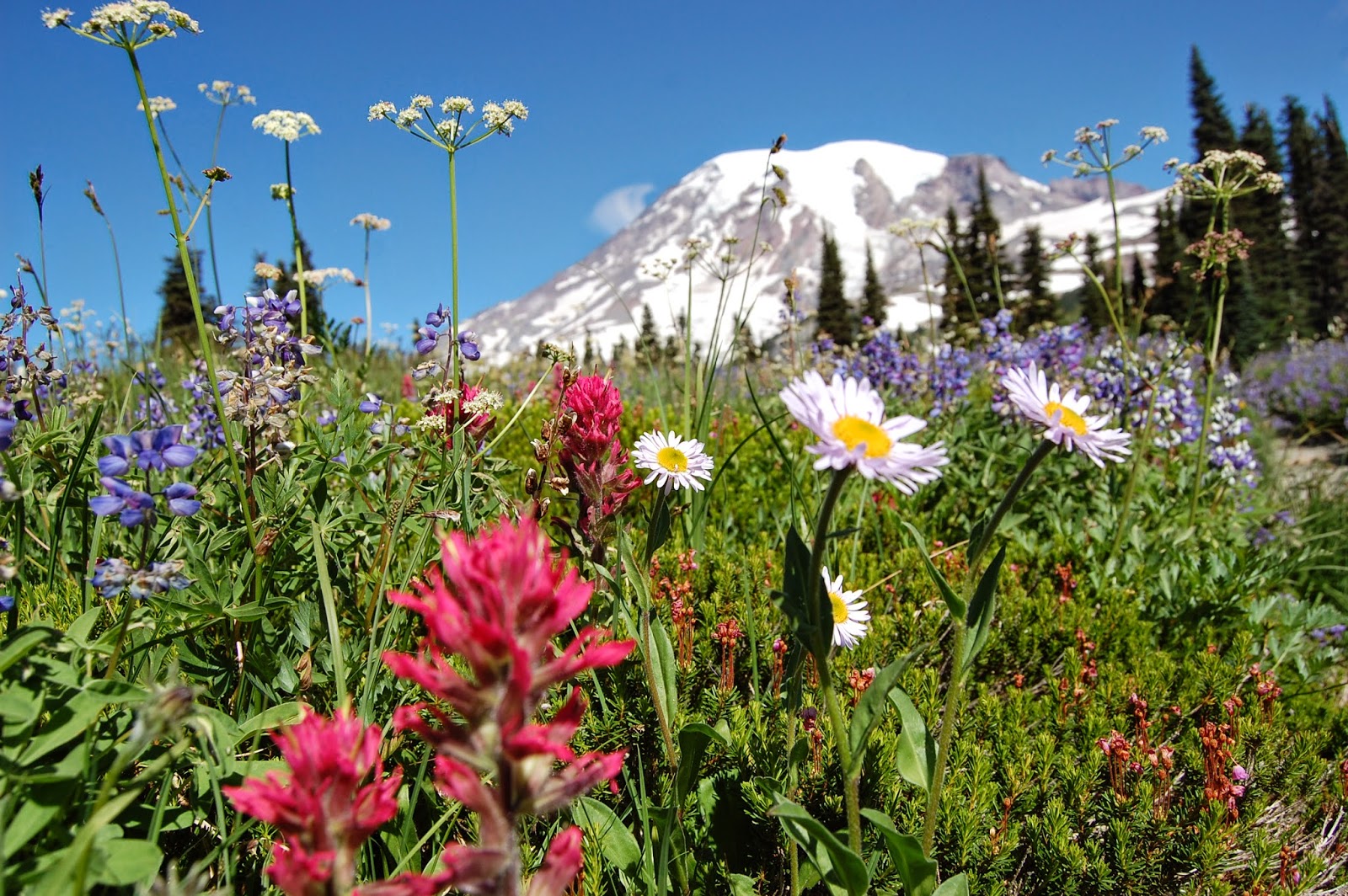 Visit Rainier Wildflower Watch 2014 Begins!