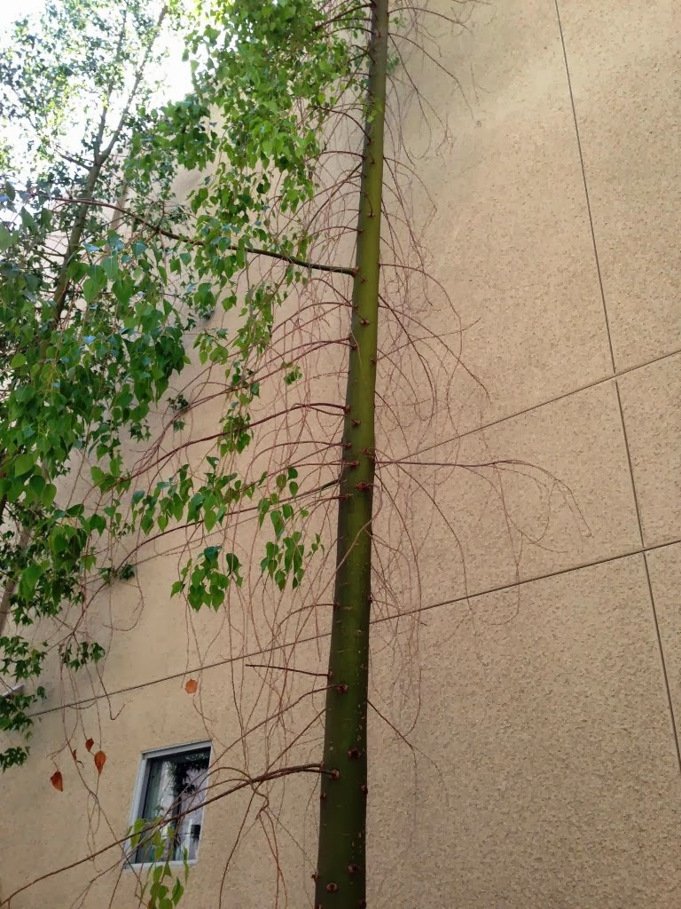 Xtremehorticulture of the Desert Bottle Tree Losing Leaves