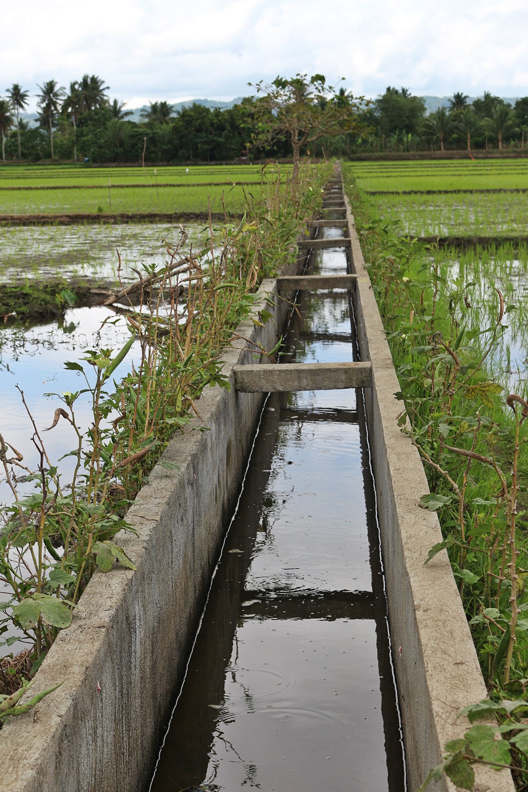 Albay 3rd District Braving the path to innovative rice farming