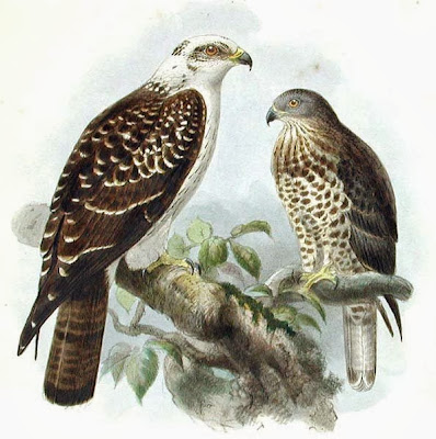 European honey buzzard