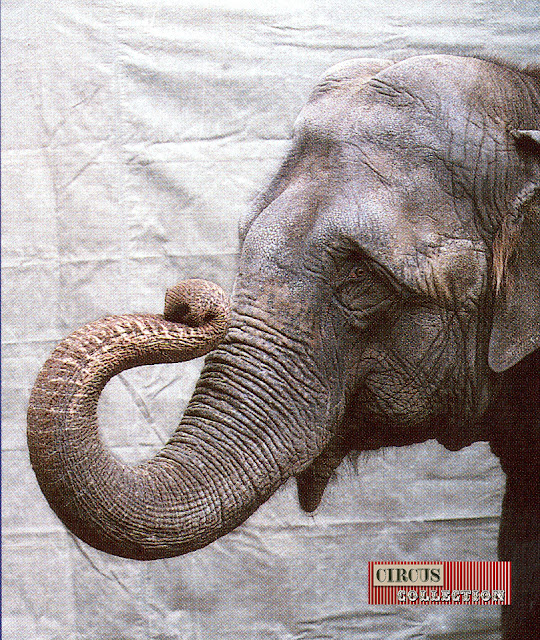 portrait de l'éléphant Patma 