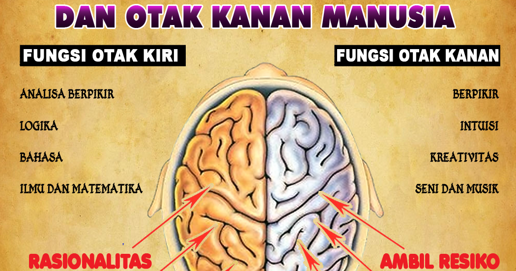 Perbedaan Fungsi Otak Kanan Dan Otak Kiri Manusia Pusat Biologi - Riset