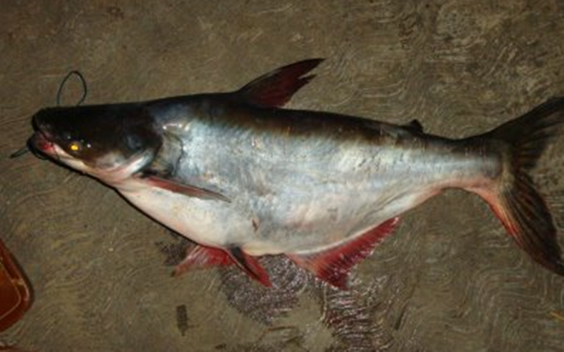 21 Arti Mimpi Tentang Ikan Patin Menurut Primbon Jawa Dan Islam Arti Mimpi Lengkap 21 Arti Mimpi Tentang Ikan Patin Menurut Primbon Jawa Dan Islam Arti Mimpi Lengkap