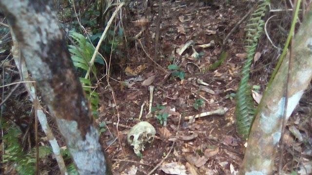 IBIRAPITANGA: Foi encontrada uma ossada humana na mata