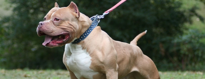 satilk pitbul yavrusu fiyatlari