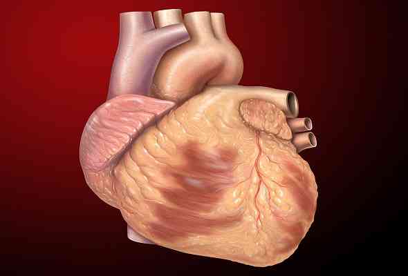 heart-and-blood-system-جهاز-القلب-و-الدم