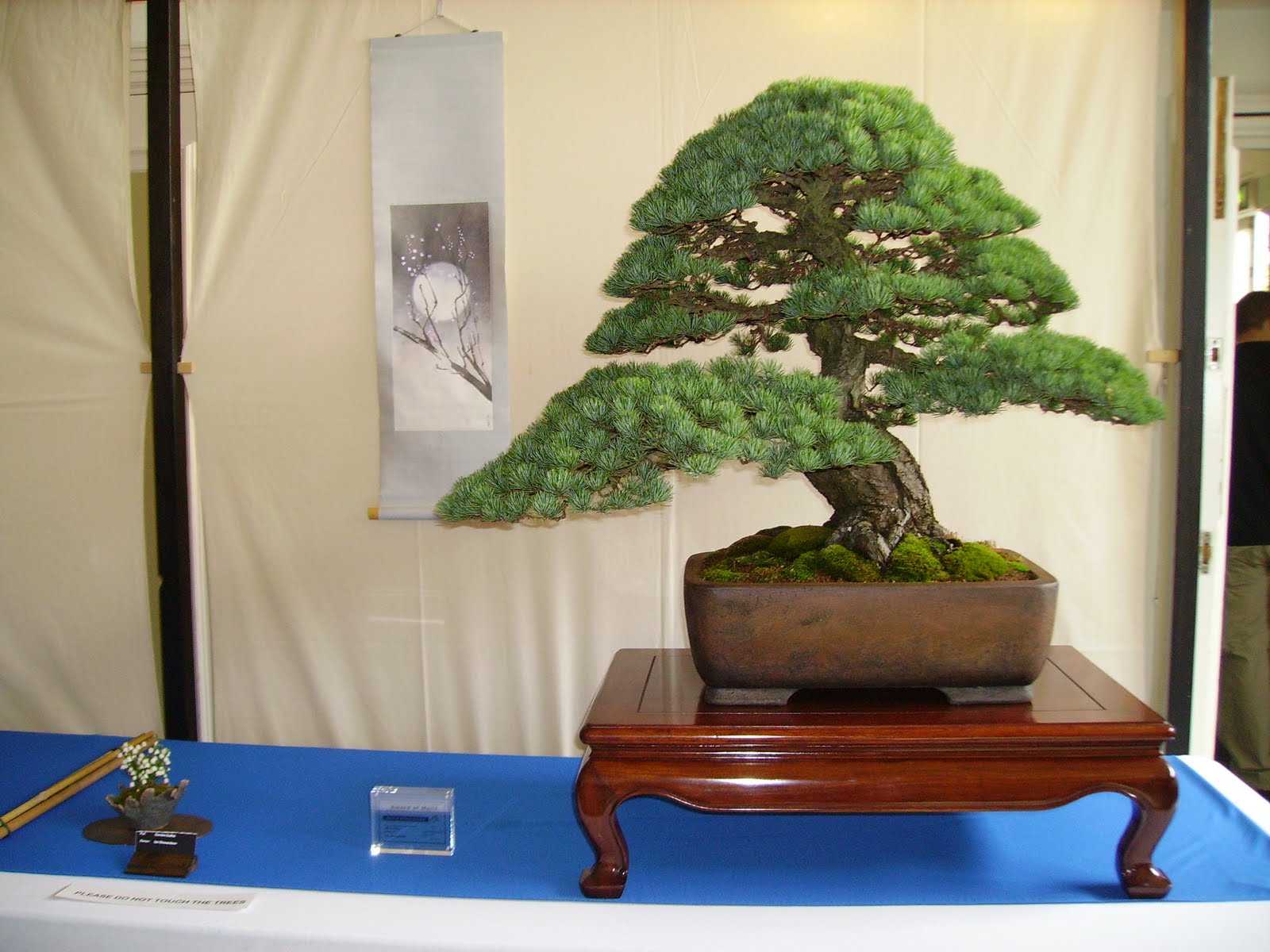 Ashfield Bonsai Club Best of British Bonsai 2011