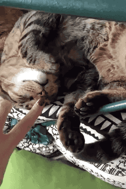 Funny cats - part 222, best funny cat gifs, cat gifs, cute cats