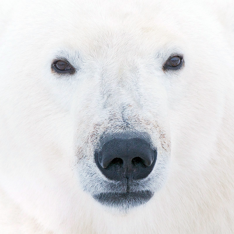 Hritik Roshan Hd Wallpaper Polar Bear Wallpaper