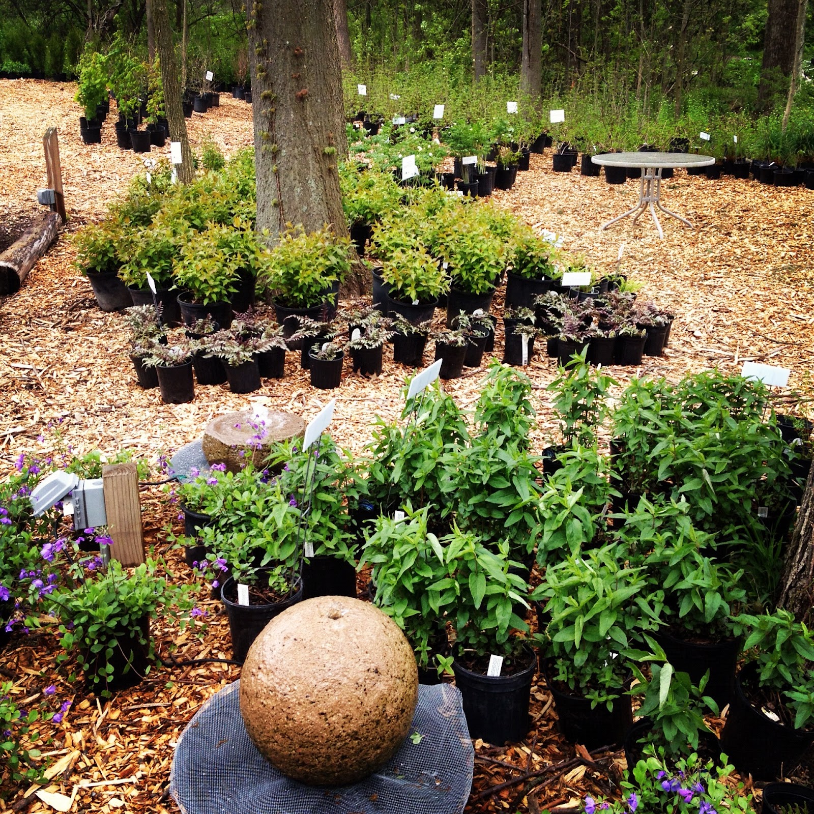 Unknown Blackbird Scioto Gardens