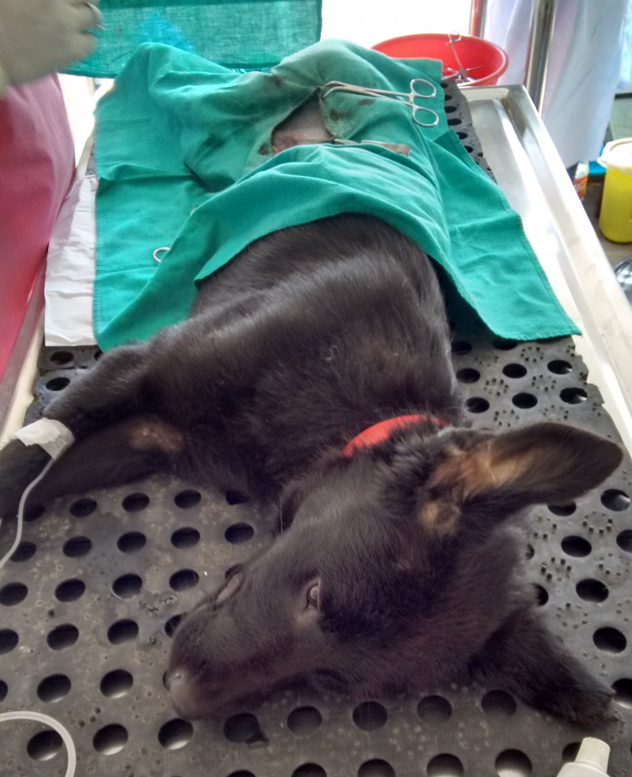Nepal als Volunteer 3 Monate in Südasien +++ Ende des Hundeprojekts
