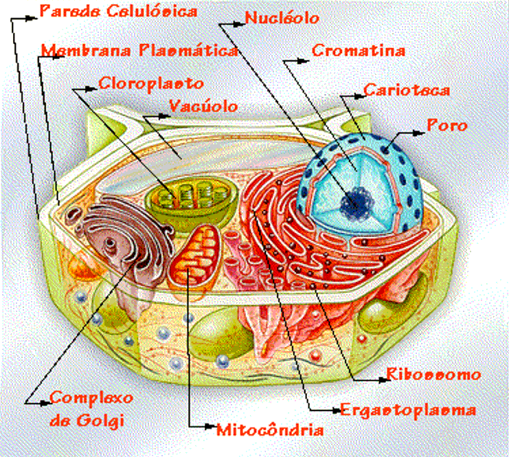 Ответы на тест строенеи клетки 10 класс