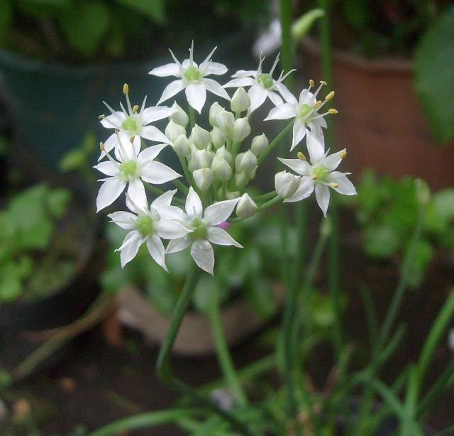 The exotic of garlic chives flower